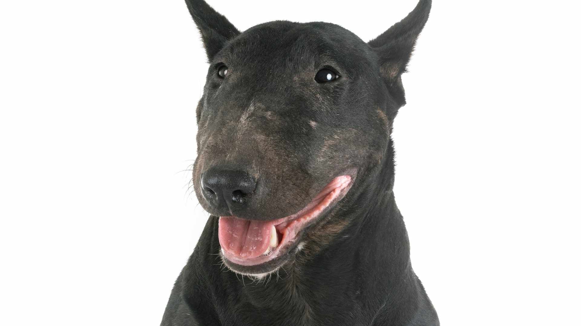 perro Bull Terrier negro